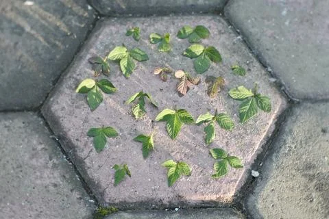 Photo of beautiful leaf pattern for background Stock Photos