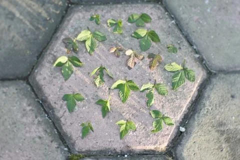 Photo of beautiful leaf pattern for background 写真素材