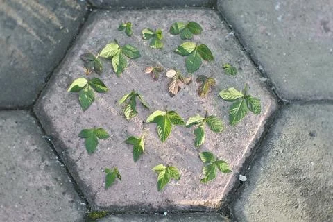 Photo of beautiful leaf pattern for background Foto stock