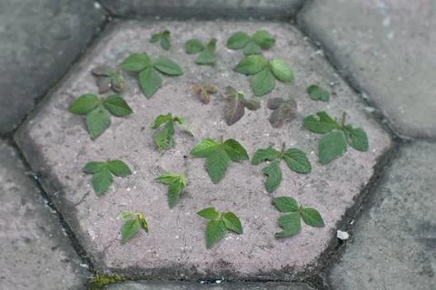 Photo of beautiful leaf pattern for background Stock Photos