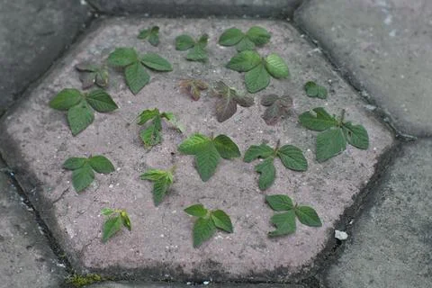 Photo of beautiful leaf pattern for background Foto stock