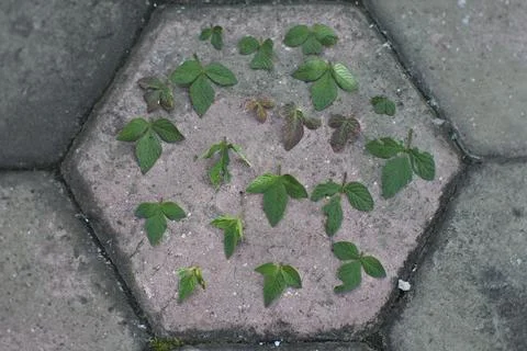 Photo of beautiful leaf pattern for background Stock Photos