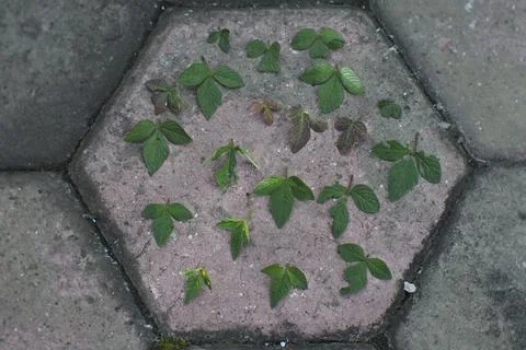 Photo of beautiful leaf pattern for background 写真素材