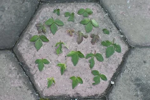 Photo of beautiful leaf pattern for background Stock Photos