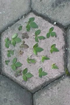 Photo of beautiful leaf pattern for background Stock Photos