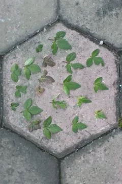 Photo of beautiful leaf pattern for background 스톡 사진