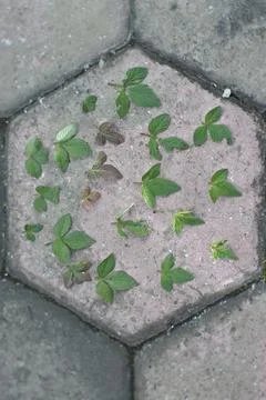Photo of beautiful leaf pattern for background Stock Photos
