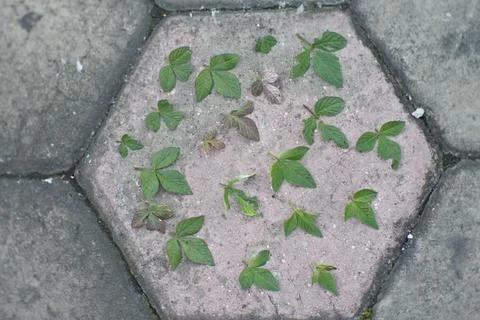 Photo of beautiful leaf pattern for background Stock Photos