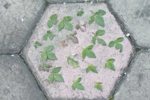 Photo of beautiful leaf pattern for background Stock Photos