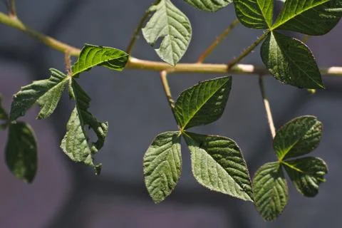 Photo of beautiful leaf pattern for background Stock Photos
