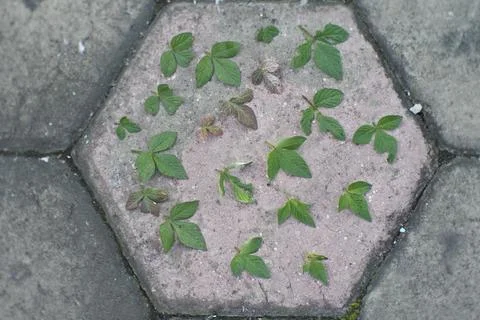 Photo of beautiful leaf pattern for background Stock Photos