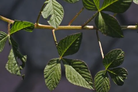 Photo of beautiful leaf pattern for background Stock Photos