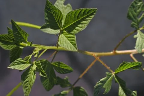 Photo of beautiful leaf pattern for background Stock Photos