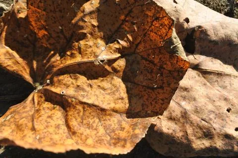 Photo of beautiful leaf pattern for background Stock Photos
