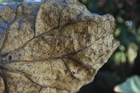 Photo of beautiful leaf pattern for background Stock Photos