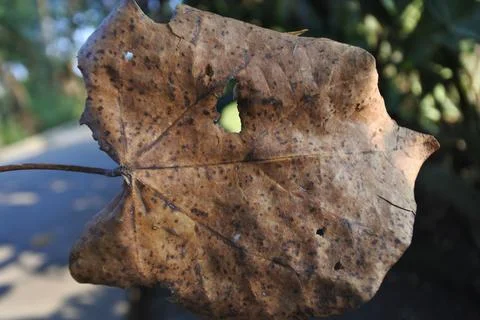 Photo of beautiful leaf pattern for background Stock Photos