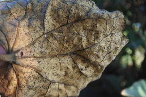 Photo of beautiful leaf pattern for background 스톡 사진