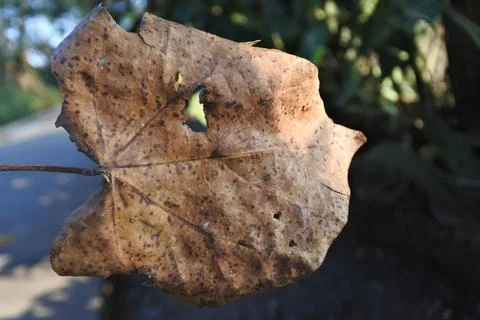 Photo of beautiful leaf pattern for background 스톡 사진