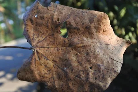 Photo of beautiful leaf pattern for background Stock Photos