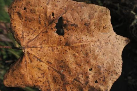 Photo of beautiful leaf pattern for background Stock Photos
