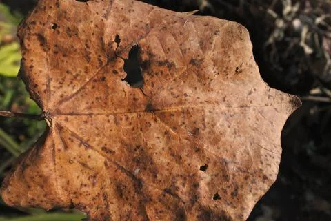 Photo of beautiful leaf pattern for background Stock Photos