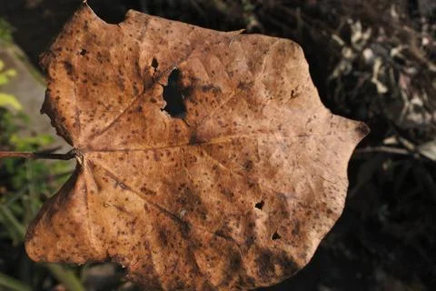 Photo of beautiful leaf pattern for background Stock Photos