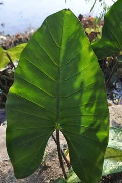 Photo of beautiful leaf pattern for background Stock Photos
