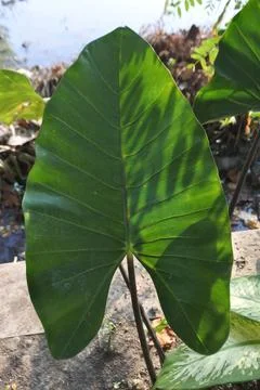 Photo of beautiful leaf pattern for background Stock Photos
