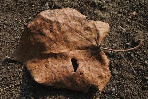 Photo of beautiful leaf pattern for background Stock Photos