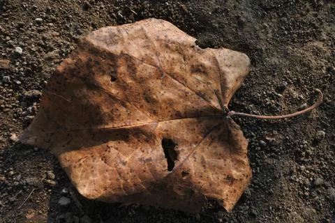 Photo of beautiful leaf pattern for background Foto stock