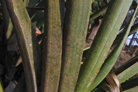 Photo of beautiful leaf pattern for background Stock Photos