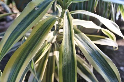 Photo of beautiful leaf pattern for background Stock Photos