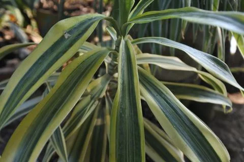 Photo of beautiful leaf pattern for background Foto stock