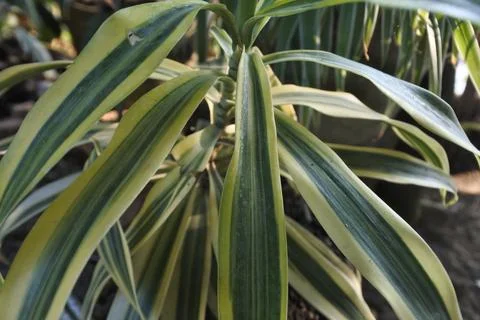 Photo of beautiful leaf pattern for background Stock Photos