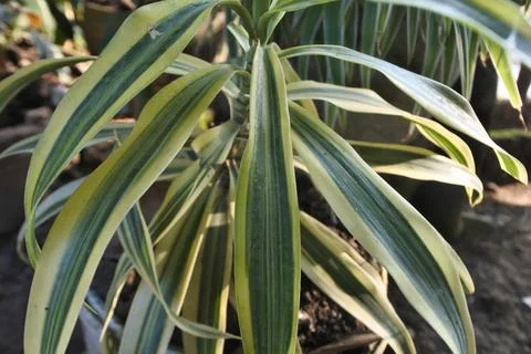Photo of beautiful leaf pattern for background Stock Photos