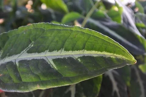 Photo of beautiful leaf pattern for background Foto stock