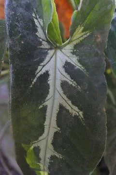Photo of beautiful leaf pattern for background Stock Photos