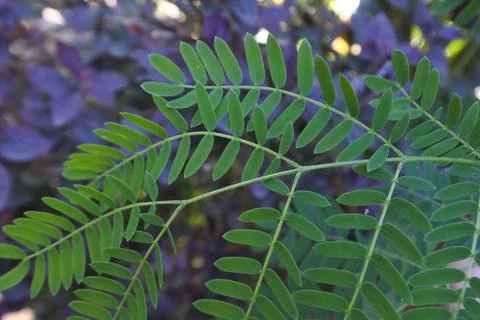 Photo of beautiful leaf pattern for background Stock Photos