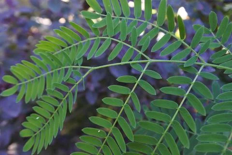 Photo of beautiful leaf pattern for background Stock Photos