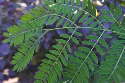 Photo of beautiful leaf pattern for background 스톡 사진