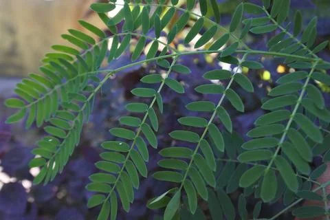 Photo of beautiful leaf pattern for background 스톡 사진