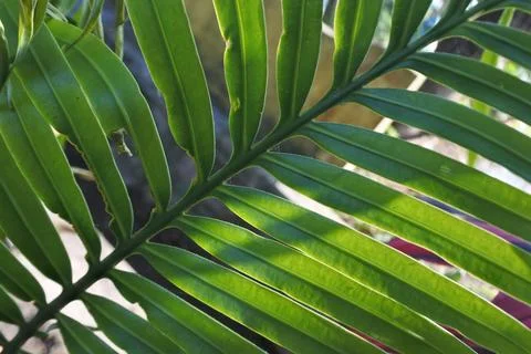 Photo of beautiful leaf pattern for background Stock Photos