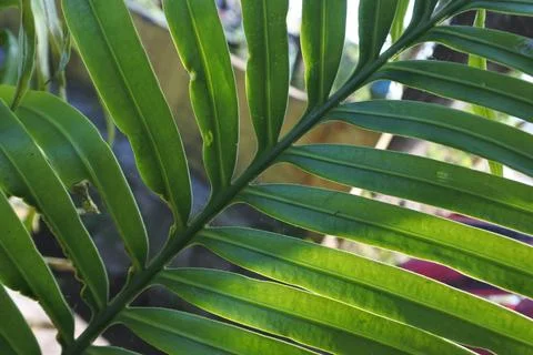 Photo of beautiful leaf pattern for background 스톡 사진