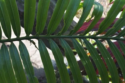 Photo of beautiful leaf pattern for background Stock Photos