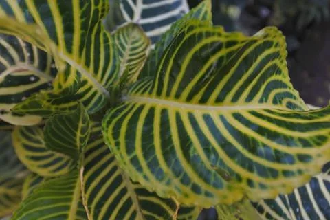 Photo of beautiful leaf pattern for background Stock Photos