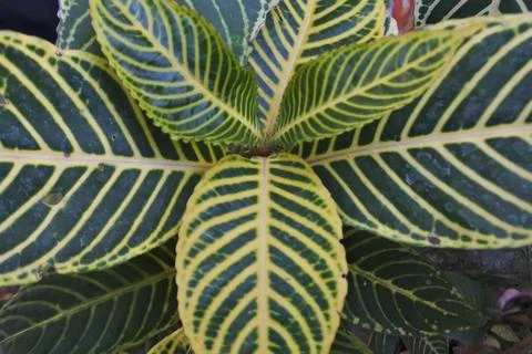 Photo of beautiful leaf pattern for background 写真素材