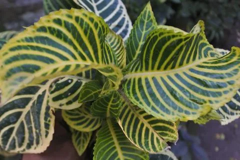 Photo of beautiful leaf pattern for background Stock Photos