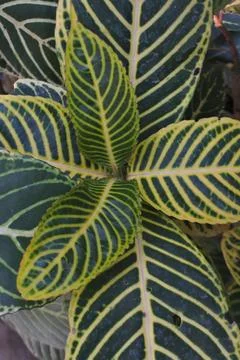 Photo of beautiful leaf pattern for background Stock Photos