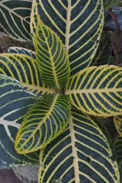 Photo of beautiful leaf pattern for background Stock Photos