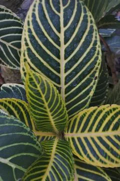Photo of beautiful leaf pattern for background Stock Photos